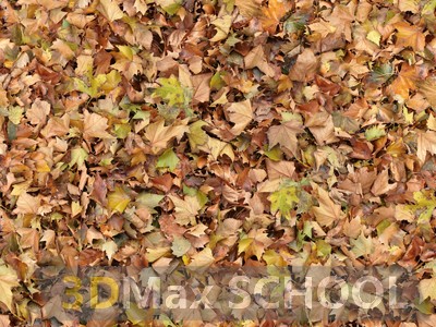 Текстуры опавших листьев - 19