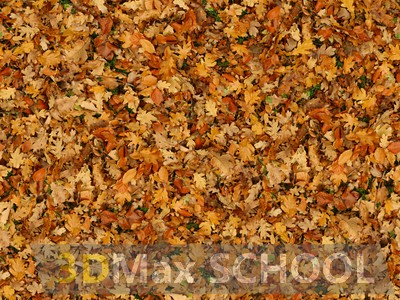 Текстуры опавших листьев - 39