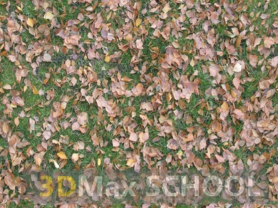 Текстуры опавших листьев - 7