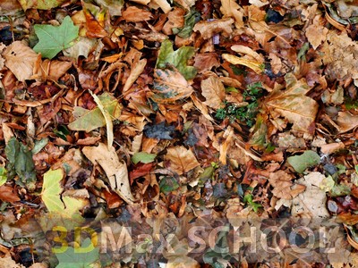 Текстуры листвы - 109