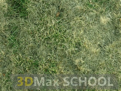 Текстуры травы - 15