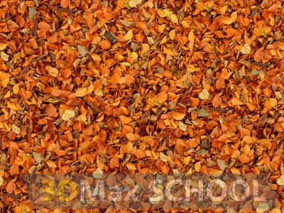 Текстуры опавших листьев - 23