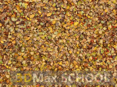 Текстуры опавших листьев - 25