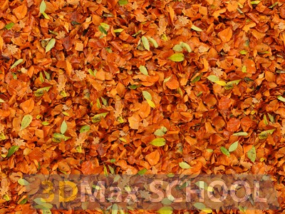 Текстуры опавших листьев - 28