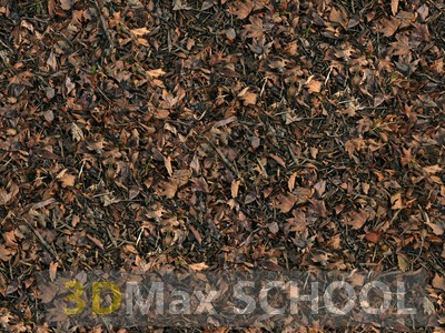 Текстуры опавших листьев - 30