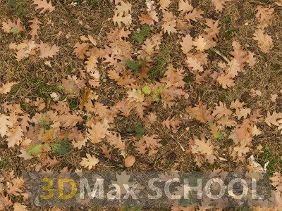 Текстуры опавших листьев - 44