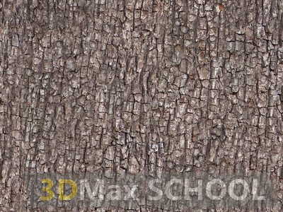 Текстуры коры древесины - 4