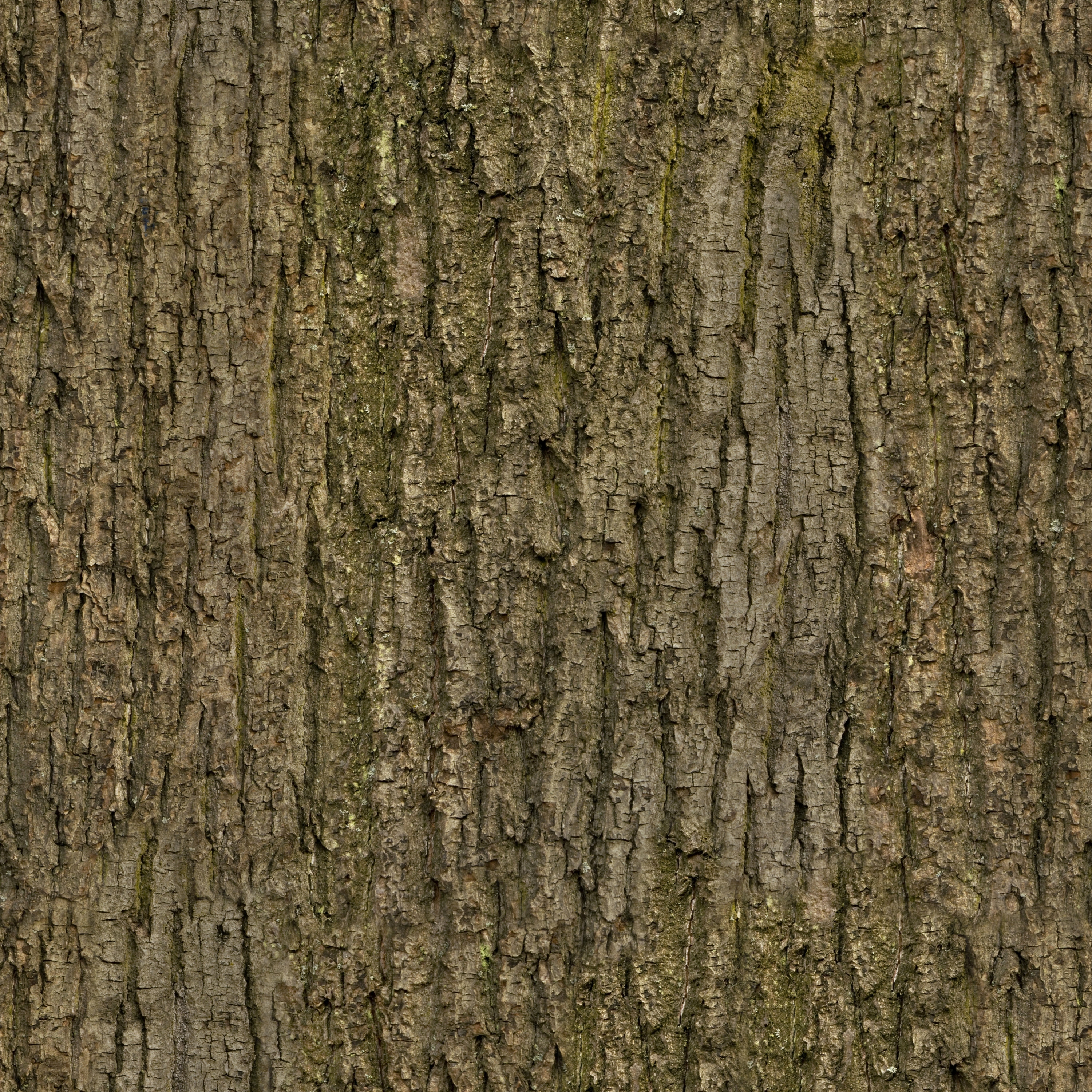 Bark texture бесшовная