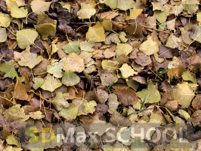 Текстуры листвы