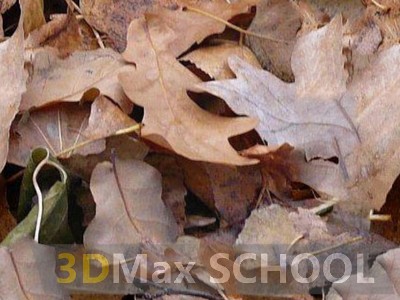 Текстуры листвы - 52
