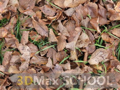 Текстуры листвы - 5