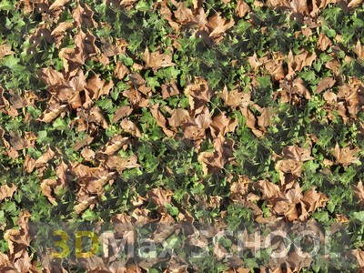 Текстуры листвы - 65