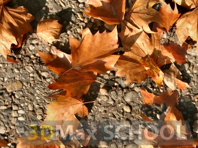 Текстуры листвы - 58