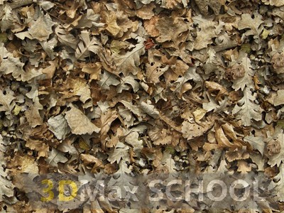 Текстуры листвы - 84