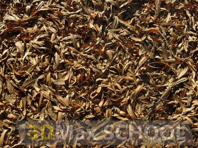 Текстуры листвы - 105
