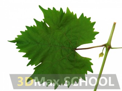 Текстуры листьев - 58
