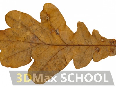 Текстуры листьев - 66