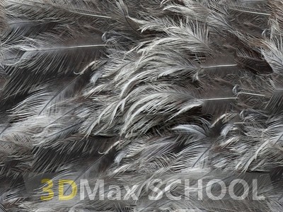Текстуры перьев птиц - 34