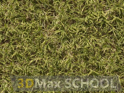 Текстуры травы - 14