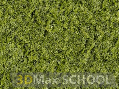 Текстуры травы - 49