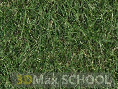 Скачать бесплатно текстуры растений, травы и листвы для 3D Max, Cinema 4d,  Blender и Photoshop в высоком разрешении