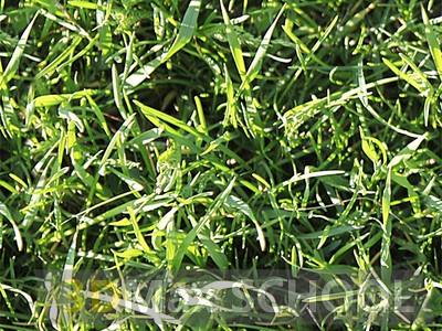 Бесшовные текстуры травы - 65