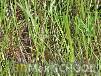 Бесшовные текстуры травы - 70