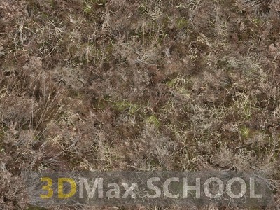 Текстуры сухой травы - 44